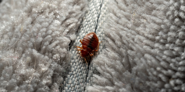 Comment savoir si vous avez des punaises de lit ? (Signes, symptômes et solutions)